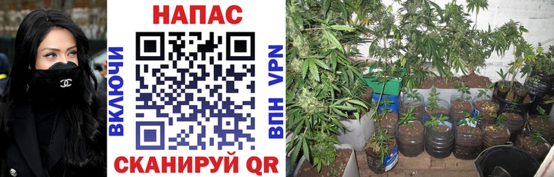 Бошки Шишки ГИДРОПОН Верея